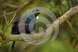 Prosthemadera novaeseelandiae - Tui endemic New Zealand forest bird sitting on the branch in the forest