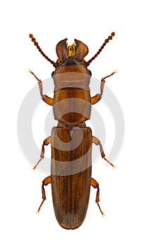 Prostomis mandibularis