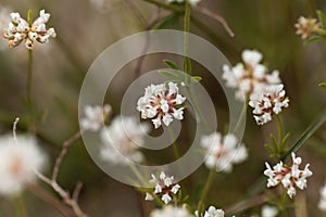 Prostrate Canary clover Dorycnium pentaphyllum