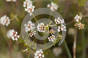 Prostrate Canary clover Dorycnium pentaphyllum