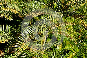 Prostrate Japanese Plum Yew perennial plant for ground cover