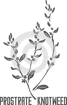 Prostrate knotweed silhouette vector illustration