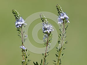 Prostrate speedwell or rock speedwell with pale blue flower, Veronica prostrata