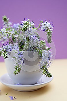 Prostrate Speedwells, Veronica flowers in small vase