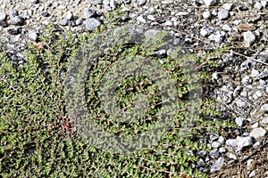 Prostrate Spurge or Prostrate Sandmat - Euphorbia prostrata - Low Growing Plant