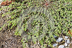 Prostrate Spurge or Prostrate Sandmat - Euphorbia prostrata - Low Growing Plant