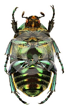 Protaetia affinis