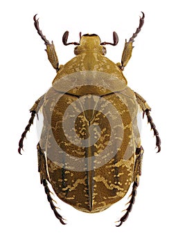 Protaetia culta, a flower beetle from Taiwan and Japan