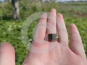 Protaetia cuprea, also known as the copper chafer