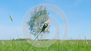 Protaetia cuprea. Bistorta officinalis, common names - snakeroot, snake-root, snakeweed. Slow motion.