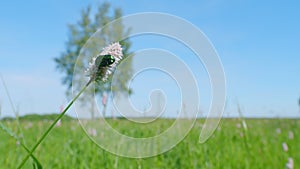 Protaetia cuprea. Blossoms of the common bistort, bistorta officinalis. Slow motion.