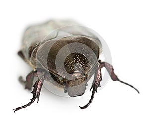 Protaetia fieberi specie of Beetle, Cetoniidae