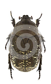 Protaetia vidua
