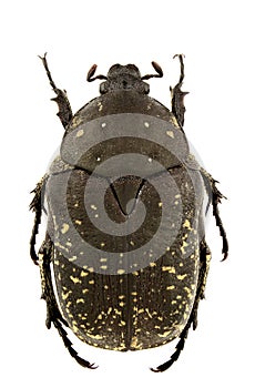 Protaetia vidua