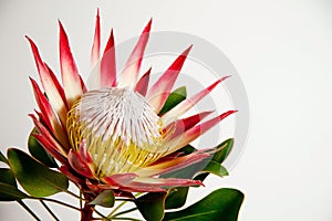 Protea