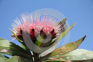 Protea