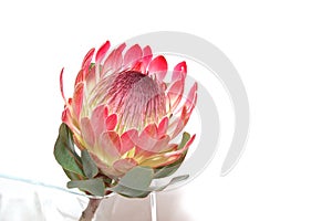 Protea photo