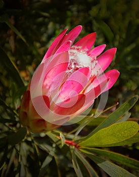 Protea