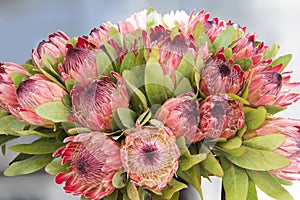 King Protea arrangement