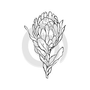 Protea, artichoke. hand-drawn illustration on an isolated white background. Exotic, tropical, Botanical flower. Use for textiles,