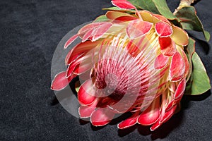 Protea on black photo