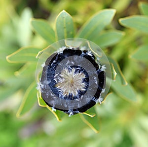 Protea black and white