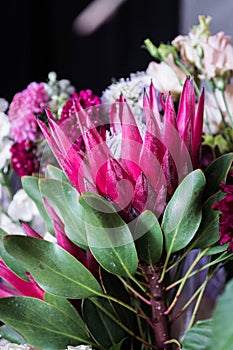 Protea. Blooming flower. Red flower. Flower as crown