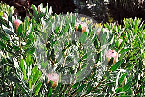Protea blossoms, Sugarbush - Madeira photo