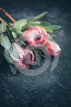 Protea buds closeup. Bunch of pink King Protea flowers over dark background. Valentine`s Day