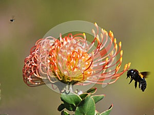Protea