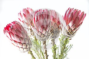 Protea Bunch