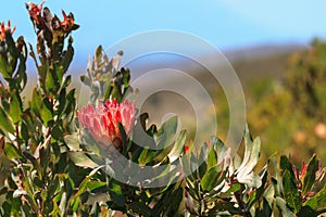Protea bush in McGregor photo