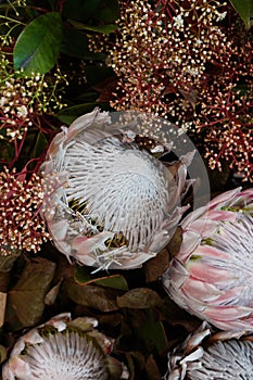 Protea, common name of a genus of South African flowering plants