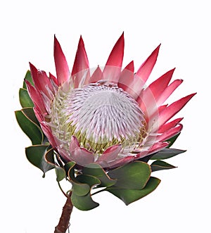 Protea cynaroides