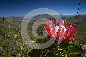 Protea cynaroides, also called the king protea