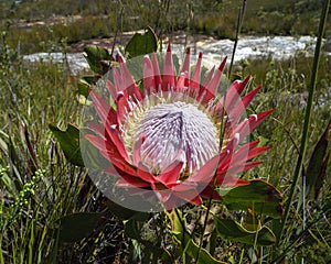 Protea cynaroides, also called the king protea