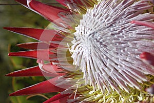 Protea cynaroides, also called the king protea