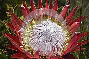 Protea cynaroides, also called the king protea