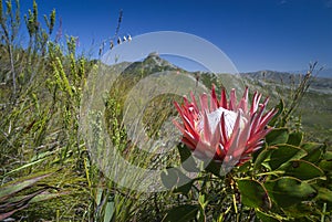 Protea cynaroides, also called the king protea