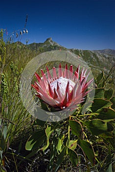 Protea cynaroides, also called the king protea