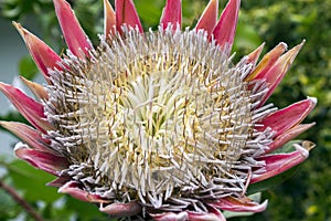 Protea cynaroides also called king protea in bloom