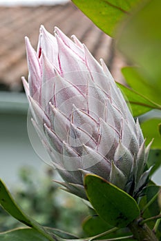 Protea cynaroides also called king protea in bloom with amazing giant flower