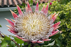 Protea cynaroides also called king protea in bloom with amazing giant flower