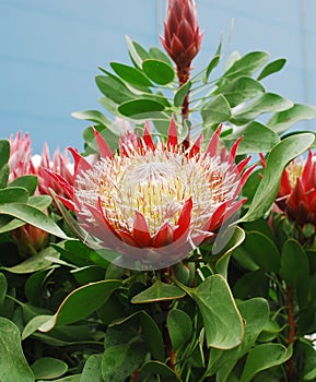 Protea Cynaroides Flower