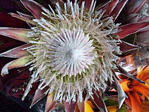 Protea cynaroides flower close up. Common