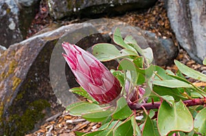 Protea Cynaroides or Giant Protea flowerbud on a branch in the garden