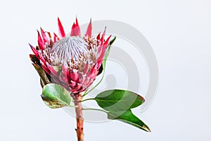 Protea cynaroides, the king protea, a flowering plant