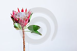 Protea cynaroides, the king protea, a flowering plant