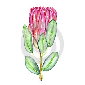 Protea cynaroides king protea, giant protea, honeypot, king sugar bush flower pink blossom bud and green leaves, hand painted