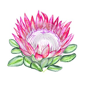 Protea cynaroides king protea, giant protea, honeypot, king sugar bush flower pink blossom and green leaves, hand painted